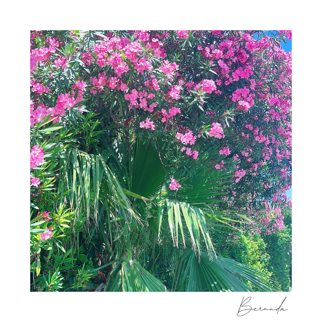 Pink Oleander Bermuda